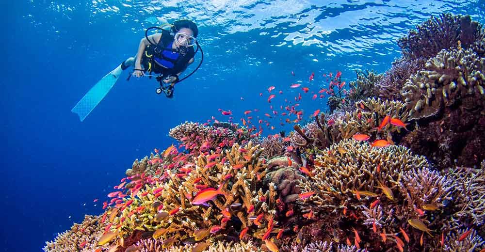 How AIDA contributes to coral restoration